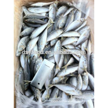 Frozen Horse Mackerel Price